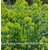 Euphorbia amygdaloïdes Redwing-jardinerie de pessicart nice 06
