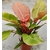 Philodendron Erubescens hauteur 40-50 cm pot de 3 litres- la jardinerie de pessicart nice 06