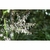 Arthropodium cirrhatum grape- la jardinerie de pessicart nice 06