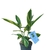 Alpinia zerumbet Variegata c3 - la jardinerie de pessicart nice 06