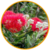 Arbre de Noël de Nouvelle Zélande - Metrosideros excelsa fleurs - la jardinerie de pessicart nice 06