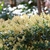 Pieris japonica 3 - la jardinerie de pessicart nice 06