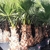 Palmier Washingtonia robusta - Palmier du Mexique wizi - la jardinerie de pessicart nice 06