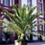 Palmier dattier des Canaries - Phoenix canariensis  - la jardinerie de pessicart nice 06