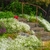 Cerastium tomentosum  3-la jardinerie de pessicart nice 06
