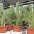 Opuntia consolea - cactus de collection - la jardinerie de pessicart nice 06 (1)