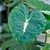 Colocasia -la jardinerie de pessicart nice 06