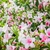 Weigelia florida Variegata - Weigela fleur - la jardinerie de pessicart nice 06