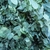 Eucalyptus gunnii la jardinerie de pessicart nice 06