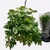 Parthenocissus striata - Cissus suspension Ø 15 cm la jardinerie de pessicart nice 06