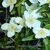 Philadelphus Virginal fleur la jardinerie de pessicart nice 06