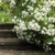 Choisya Aztec Pearl la jardinerie de pessicart nice 06