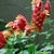 Beloperone guttata la jardinerie de pessicart nice 06