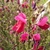 Cytisus Boskoop Rubyla fleurs jardinerie de pessicart nice 06
