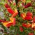 Cytisus scoparius Lena la jardinerie de pessicart nice 06