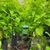 Cornus alba Aurea - Cornouiller blanc 'Aurea' la jardinerie de pessicart nice 06