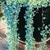 Dichondra argenté feuille - la jardinerie de pessicart nice 06