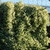 Jasmin officinal haies la jardinerie de pessicart nice 06
