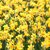 Narcisses fleurs jaune la jardinerie de pessicart nice 06