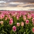Tulipes la jardinerie de pessicart nice 06