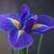 Iris fleur- la jardinerie de pessicart nice 06