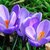 Crocus - la jardinerie de pessicart nice 06