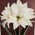 amaryllis blanche - la jardinerie de pessicart nice 06