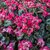 cyclamen  djix couverture - la jardinerie de pessicart nice 06