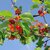 Prunus avium Bigarreau Burlat fruits la jardinerie de pessicart nice 06