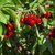 Cerisier Stella fruits la jardinerie de pessicart nice 06