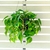 feuille Philodendron Scandens brasil suspension la jardinerie de pessicart nice 06