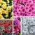 Chrysanthemum × grandiflorum la jardinerie de pessicart nice 06