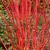 Cornouiller sanguin  _ la jardinerie de Pessicart Nice 06100