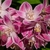 Deutzia hybride fleurs _ la jardinerie de Pessicart Nice 06100