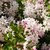 Deutzia scabra Plena  _ la jardinerie de Pessicart Nice 06100
