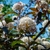 Physocarpus opulifolius Diabolo fleur _ la jardinerie de Pessicart Nice 06100
