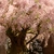 Tamarix tetrandra _ la jardinerie de Pessicart Nice 06100