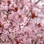 Prunus cerasifera Nigra fleurs_ la jardinerie de Pessicart Nice 06100