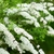 Spiraea cinerea Grefsheim fleurs _ la jardinerie de Pessicart Nice 06100