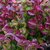 Leucothoe Zeblid _ la jardinerie de Pessicart Nice 06100