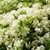 Philadelphus Lemoinei _ la jardinerie de Pessicart Nice 06100