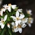 Choisya ternata White Dazzler fleur_ la jardinerie de Pessicart Nice 06100