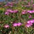 Griffes de sorcières - Carpobrotus _ la jardinerie de Pessicart Nice 06100