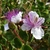 Câprier - Capparis spinosa _ la jardinerie de Pessicart Nice 06100