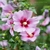 Hibiscus syriacus Tricolor _ la jardinerie de Pessicart Nice 06100