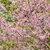 Cercis canadensis Forest Pansy fleurs _ la jardinerie de Pessicart Nice 06100