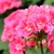 Géranium zonale rose _ la jardinerie de Pessicart Nice 06100