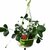 FRAISIERS SUSPENSION_ la jardinerie de Pessicart Nice 06100