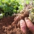 patates douces _ la jardinerie de Pessicart Nice 06100