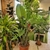 Alocasia zebrina_la jardinerie de Pessicart Nice 06100